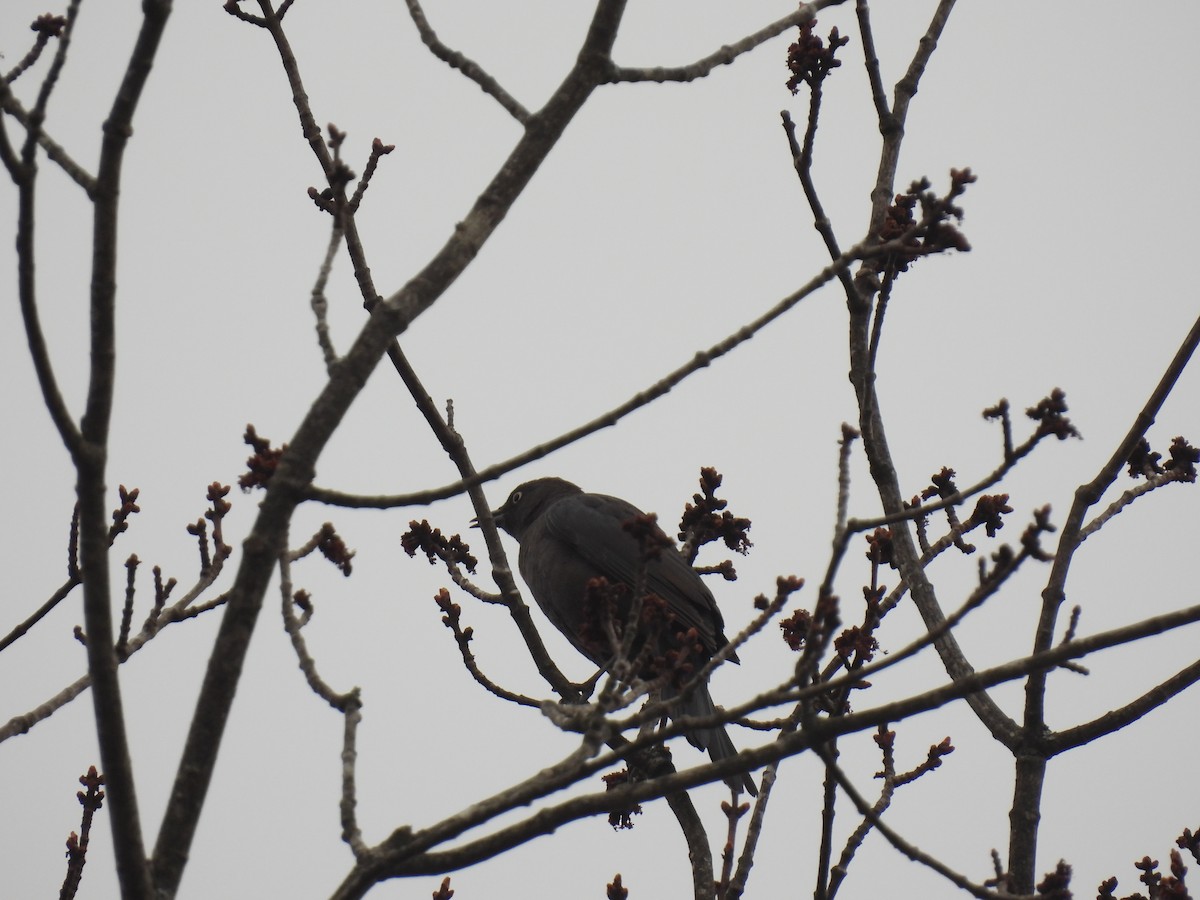 Rusty Blackbird - John McKay