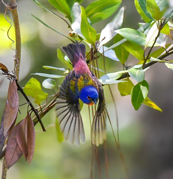 Painted Bunting - Jenn Clementoni