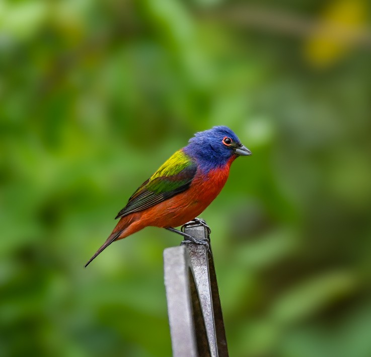 Painted Bunting - Jenn Clementoni