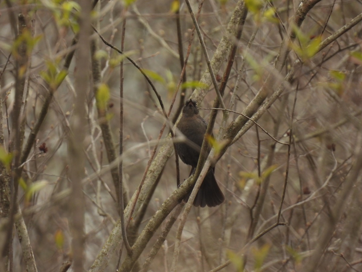Rusty Blackbird - ML618163057