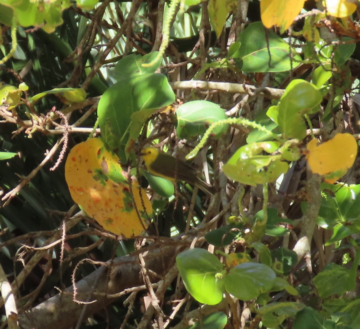 Hooded Warbler - Susan Pepper