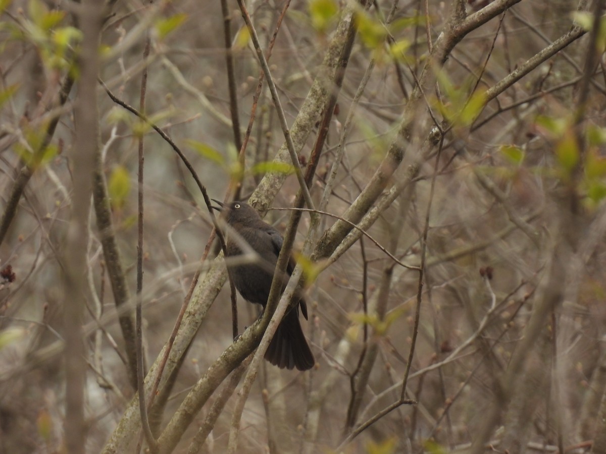 Rusty Blackbird - ML618163061