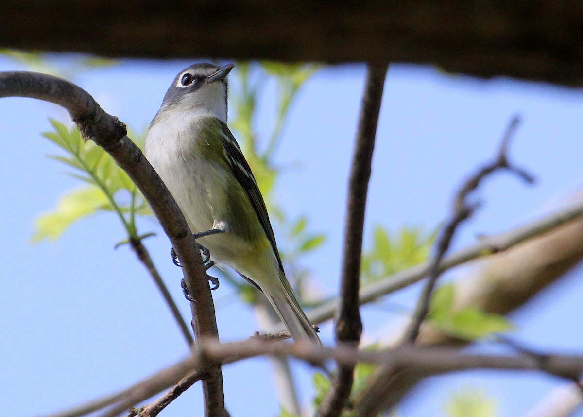 Blue-headed Vireo - Bruce Arnold