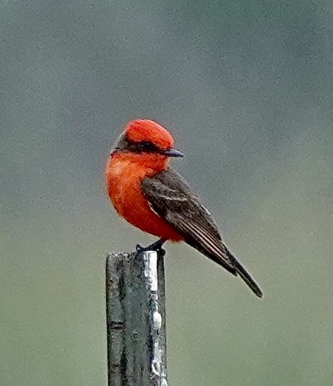 Vermilion Flycatcher - ML618163065