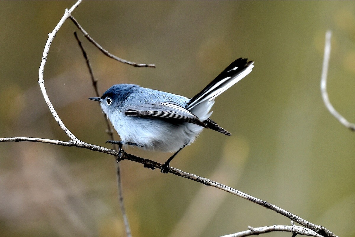 Blue-gray Gnatcatcher - Steve Czyzycki