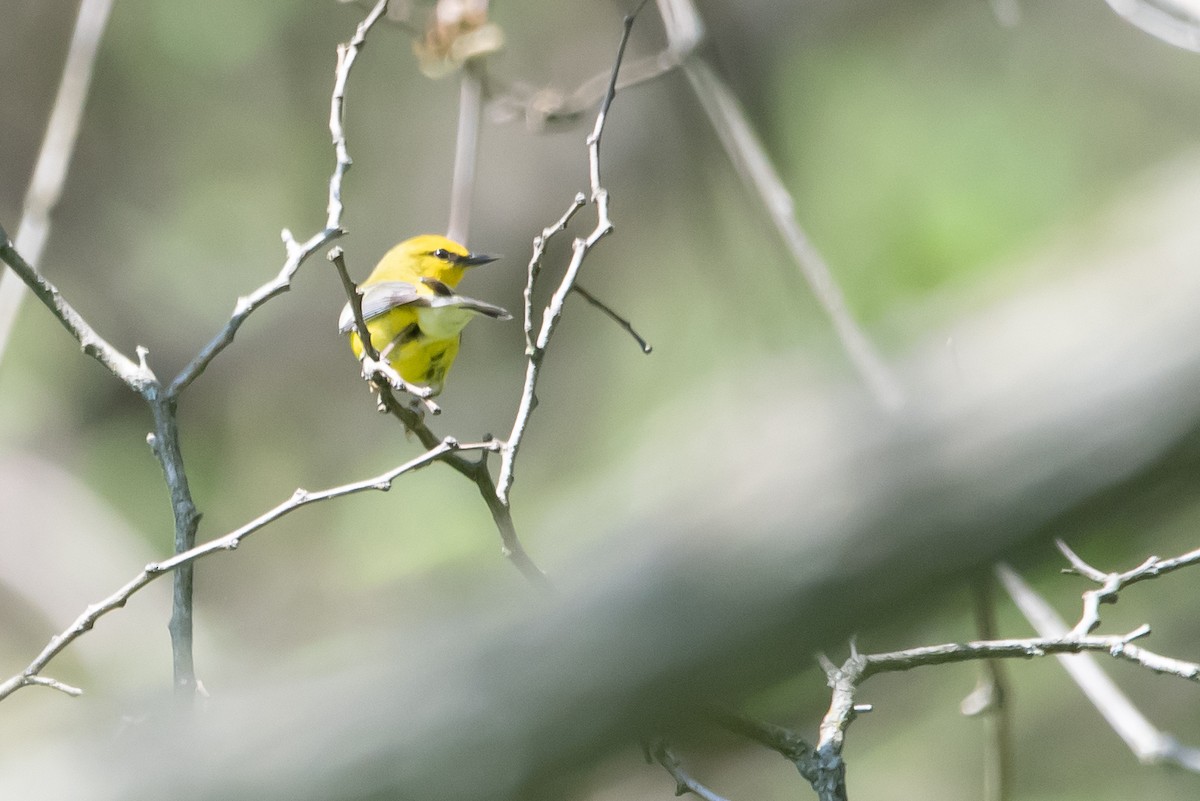 Blue-winged Warbler - Dan Wilson