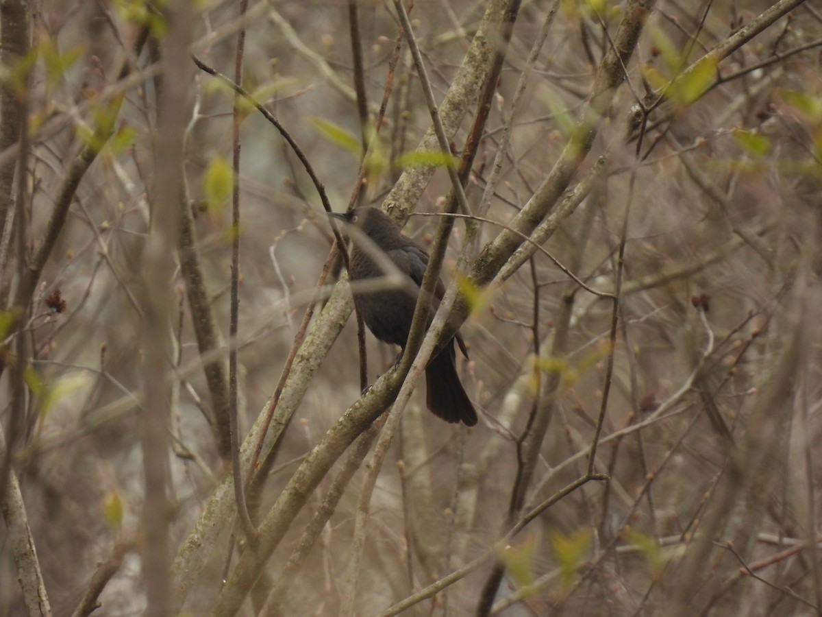 Rusty Blackbird - ML618163070