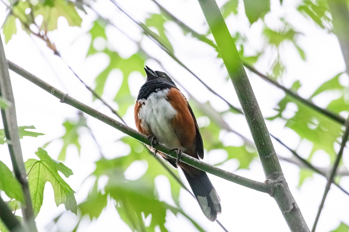 Spotted Towhee - David Springgay