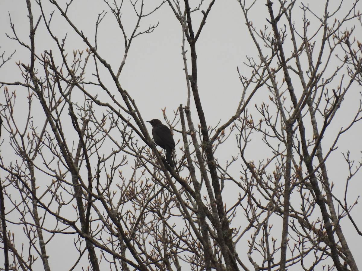 Rusty Blackbird - ML618163072