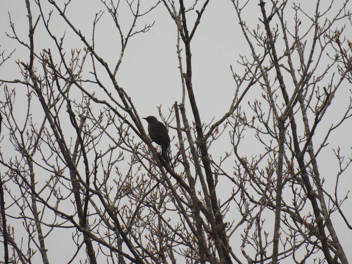 Rusty Blackbird - John McKay