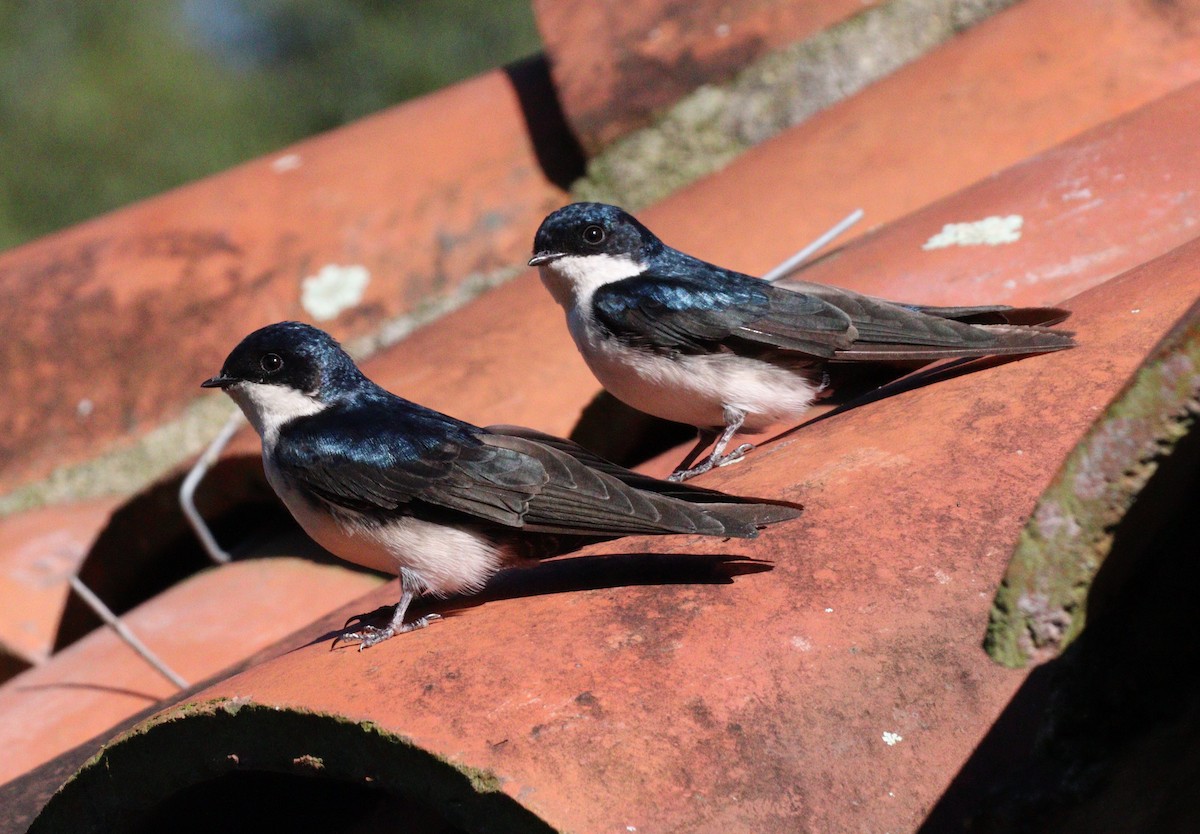 Blue-and-white Swallow - Julio P