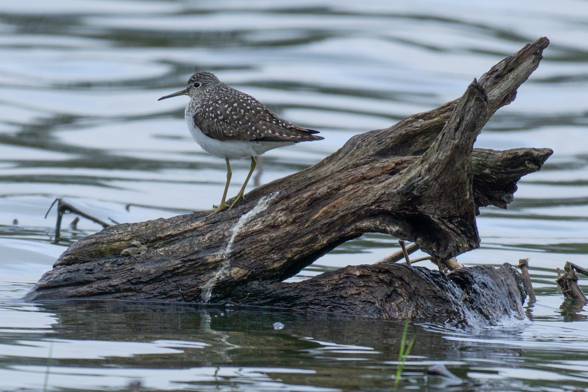 Solitary Sandpiper - Tim Fenske