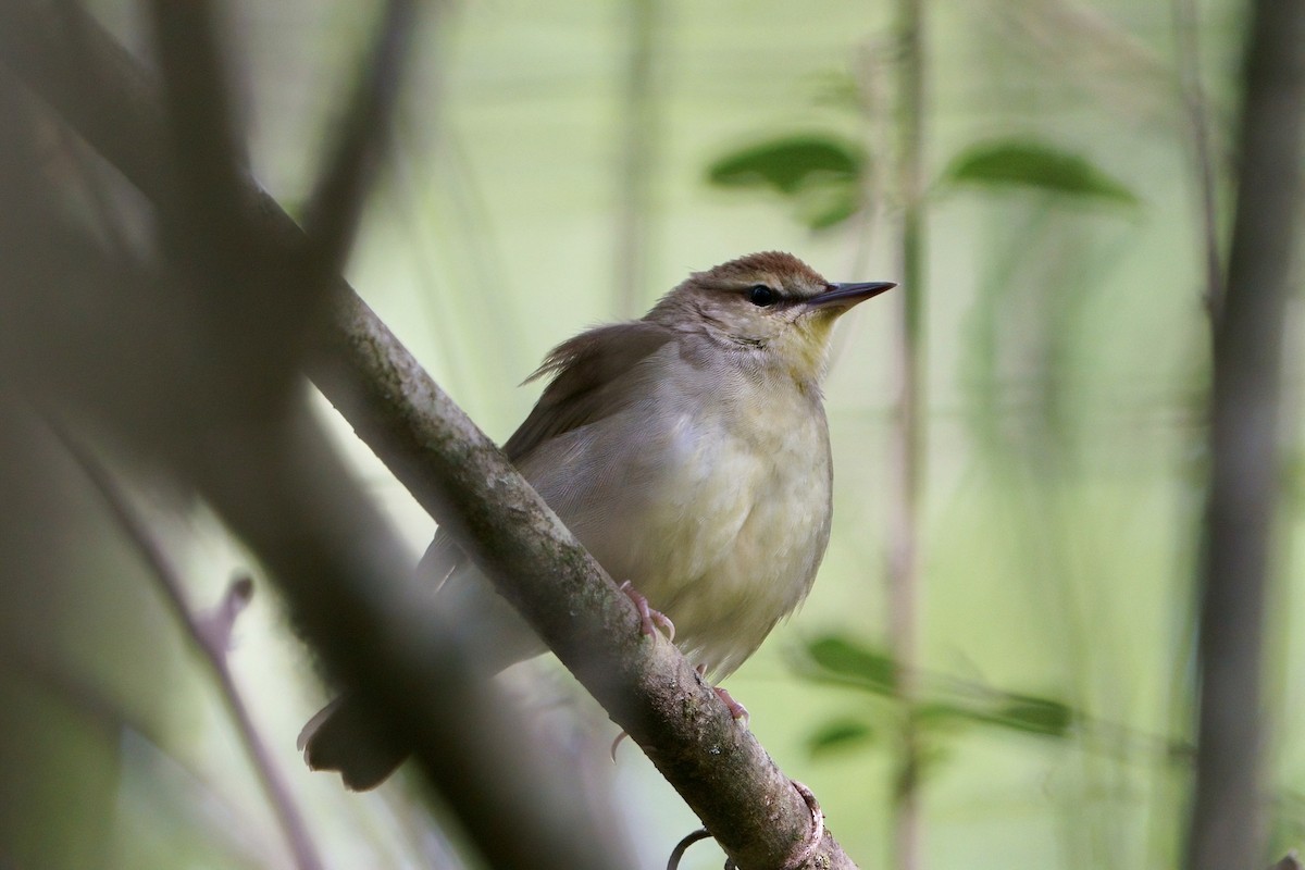 Swainson's Warbler - Mitchell Dart