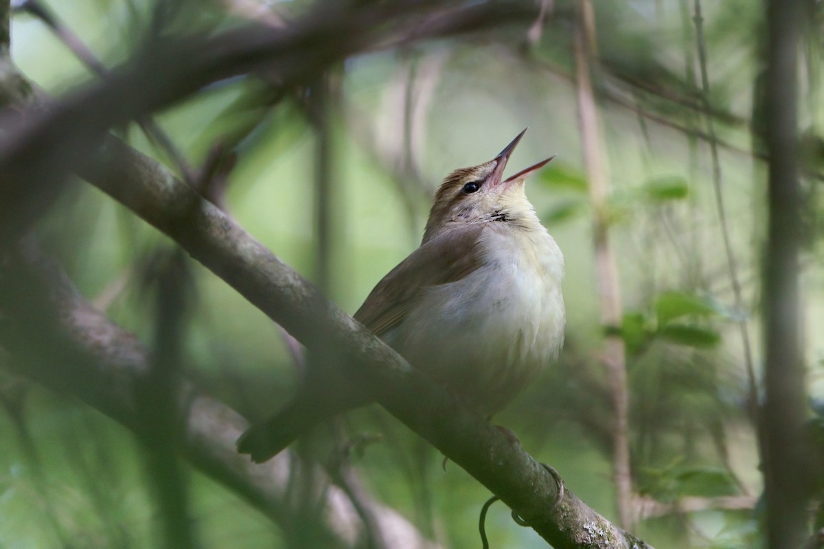 Swainson's Warbler - ML618163079