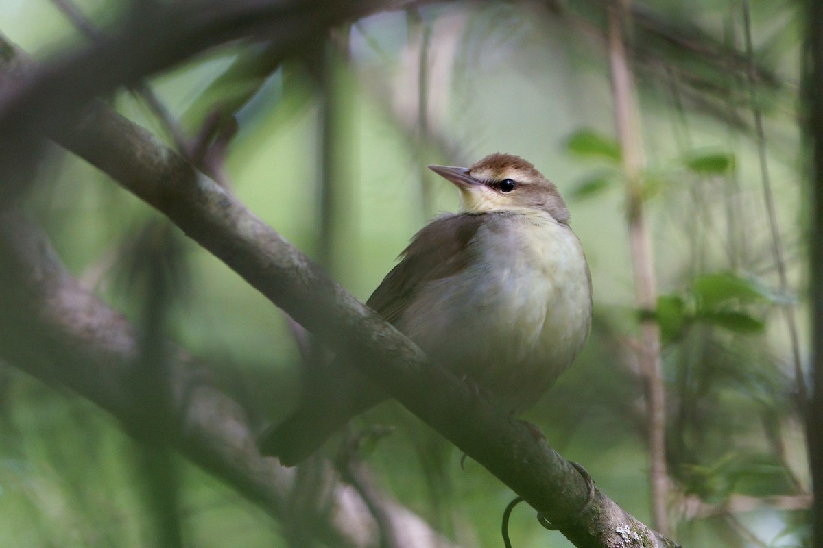 Swainson's Warbler - ML618163080