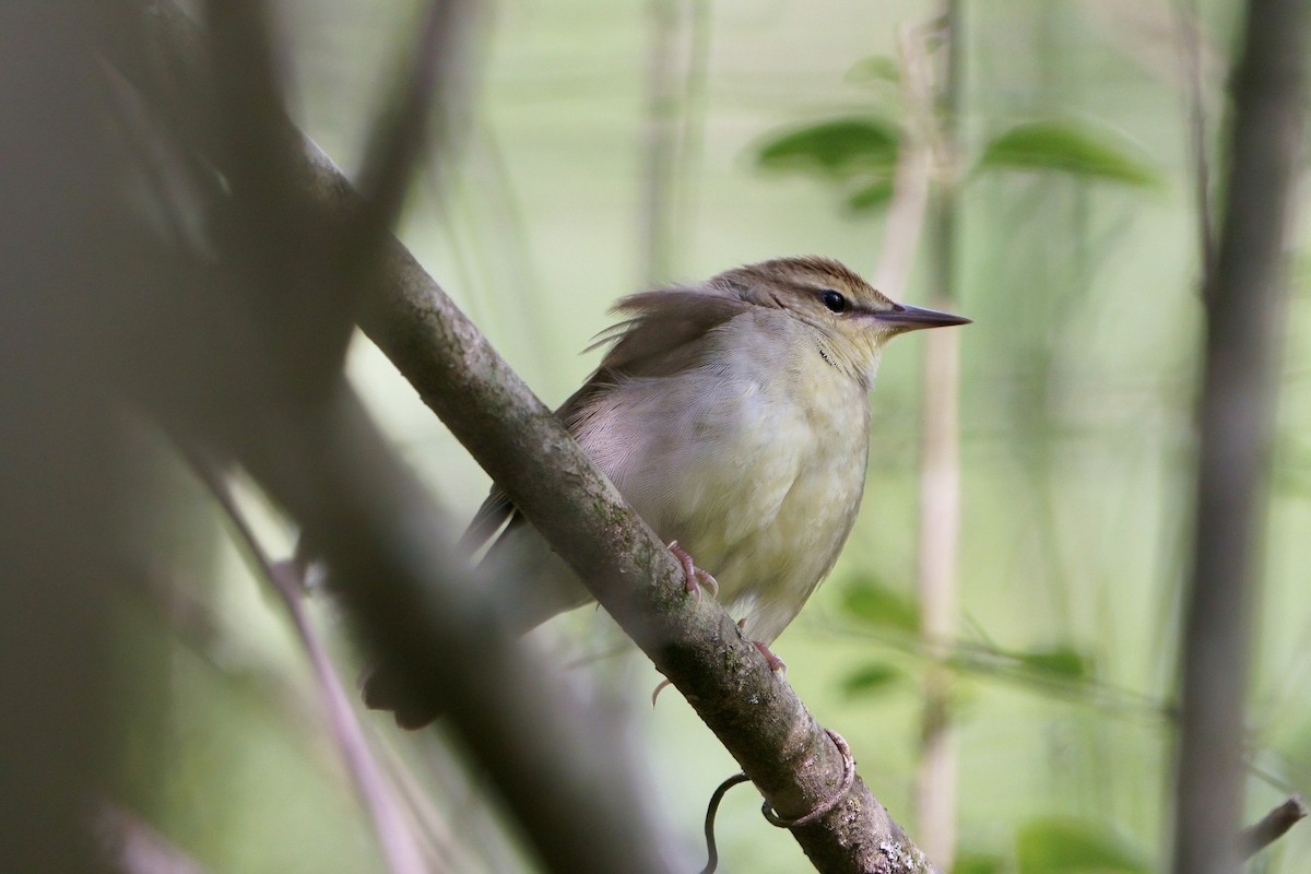 Swainson's Warbler - Mitchell Dart