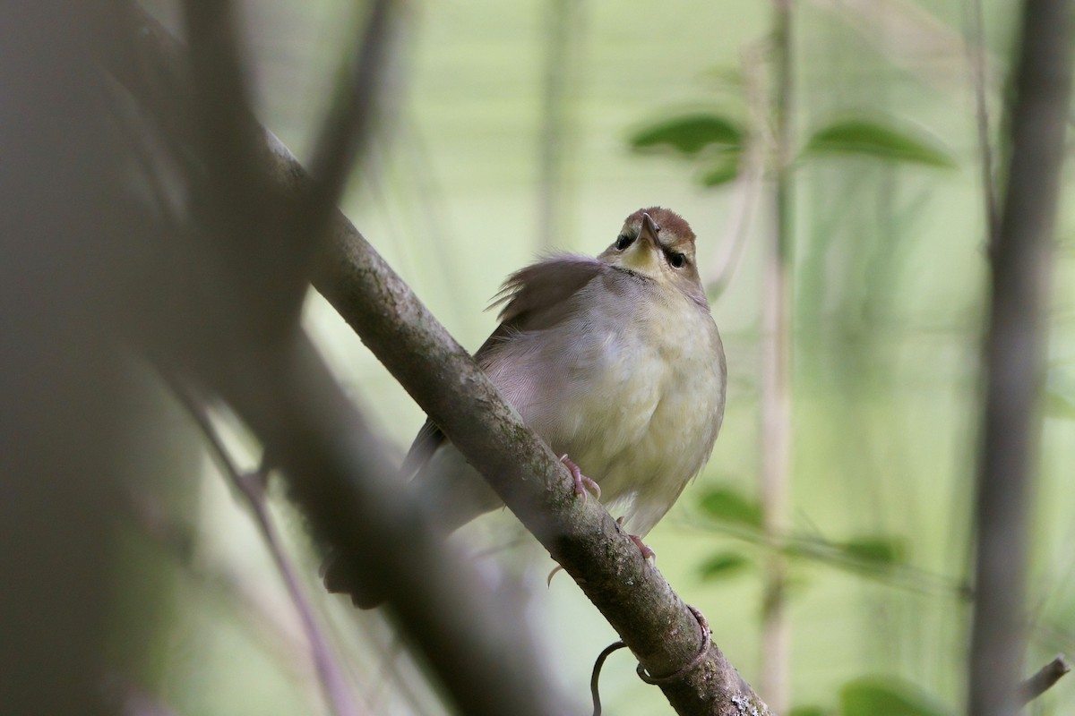 Swainson's Warbler - Mitchell Dart