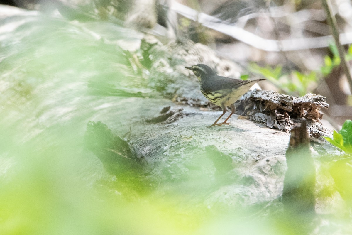 Northern Waterthrush - Dan Wilson