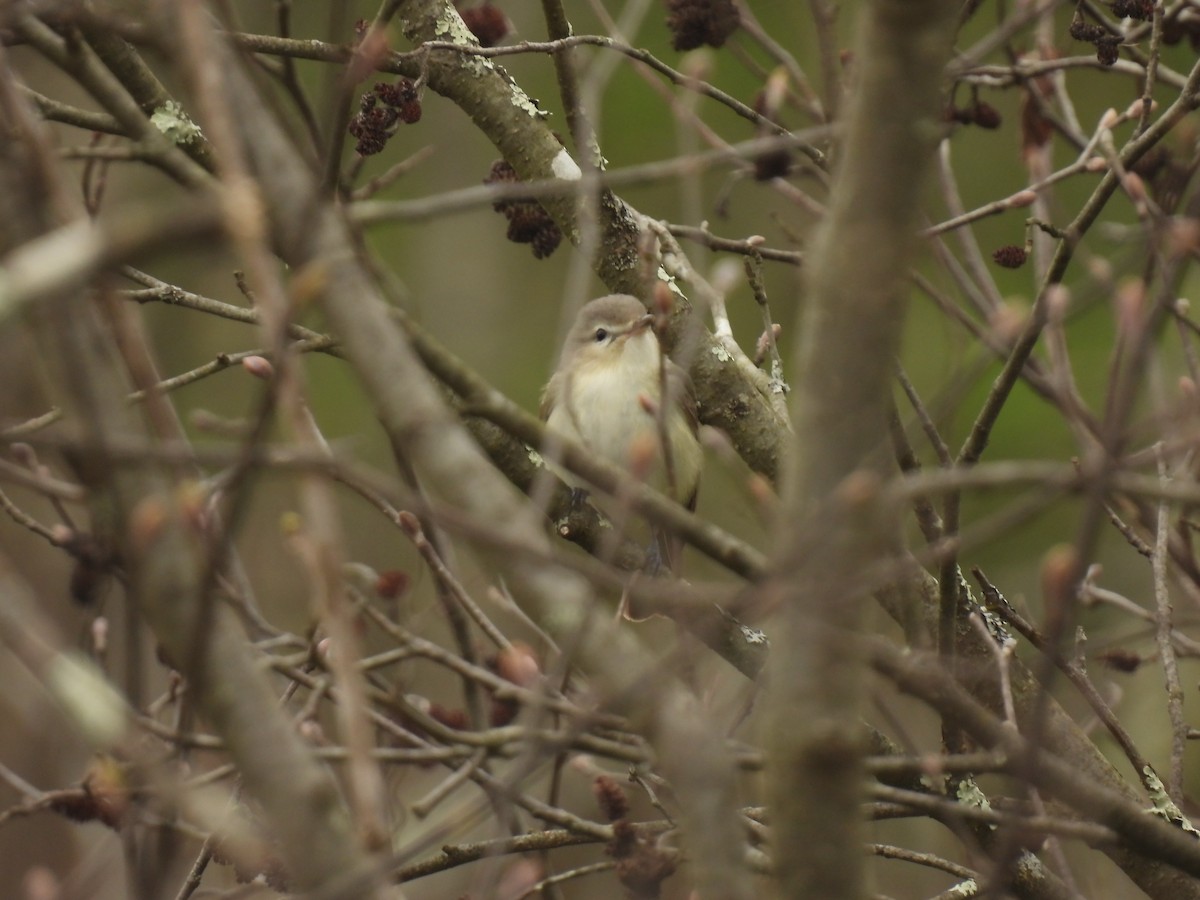 Warbling Vireo - ML618163089