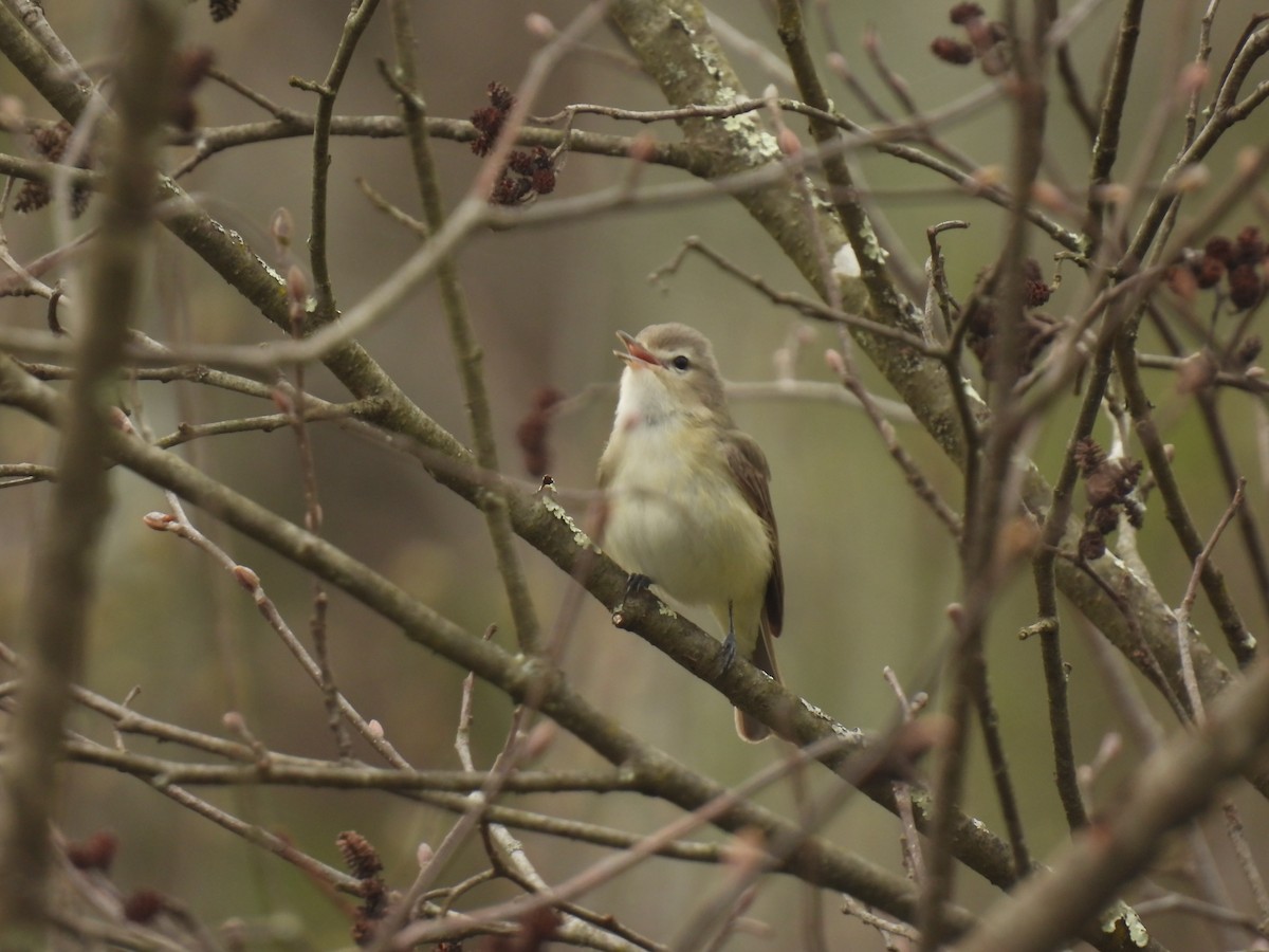 Warbling Vireo - ML618163090