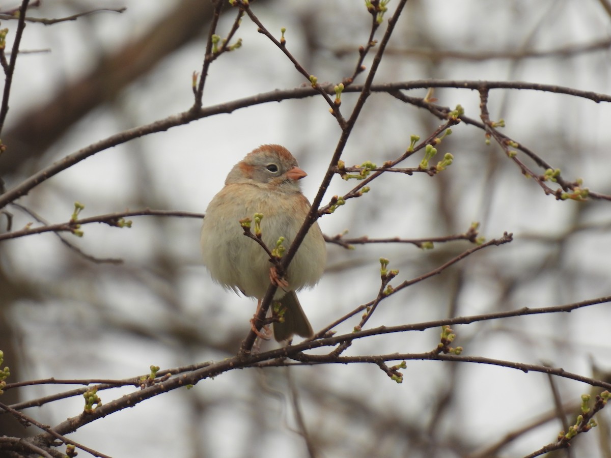 Field Sparrow - ML618163100
