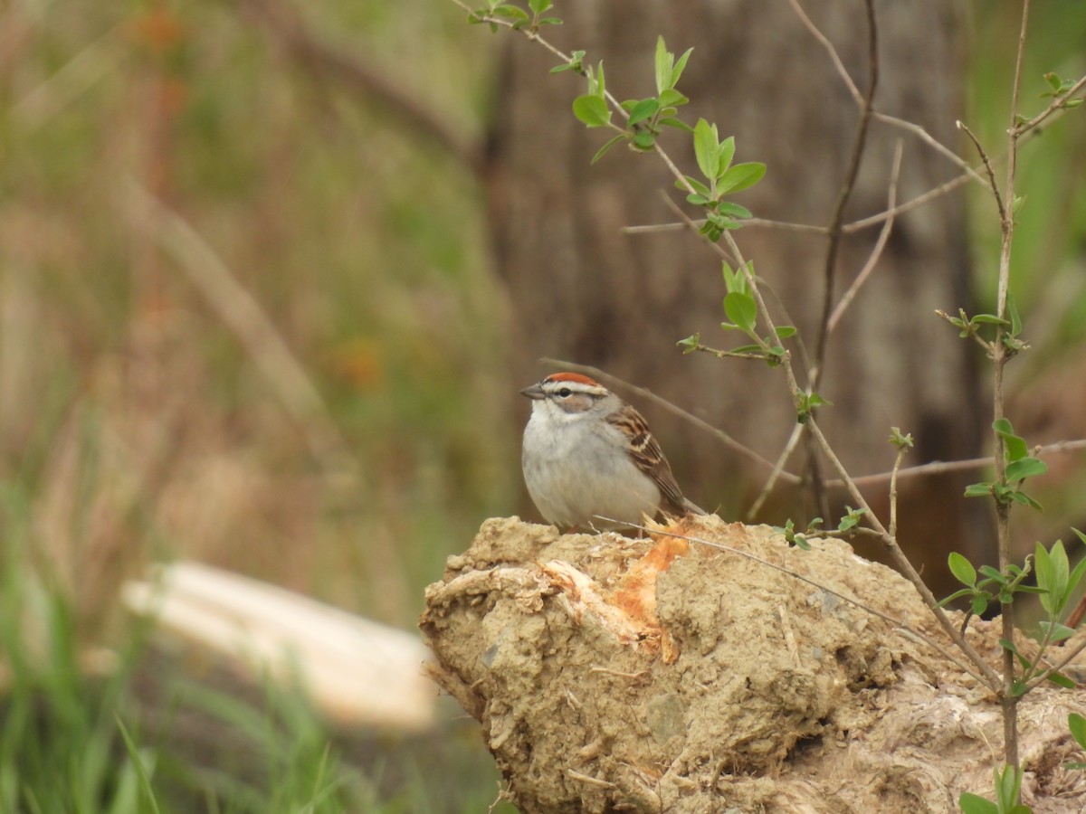 Chipping Sparrow - ML618163108