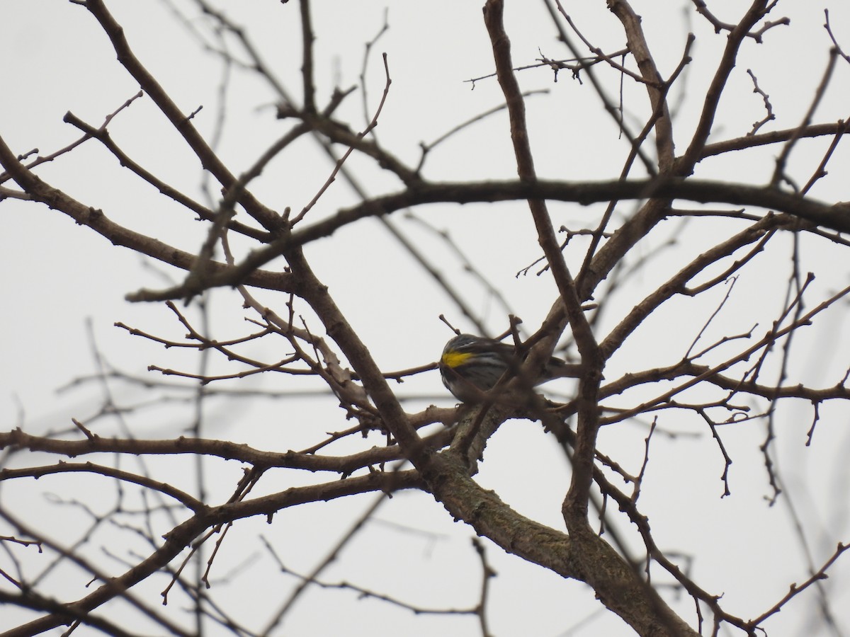 Yellow-rumped Warbler - ML618163123