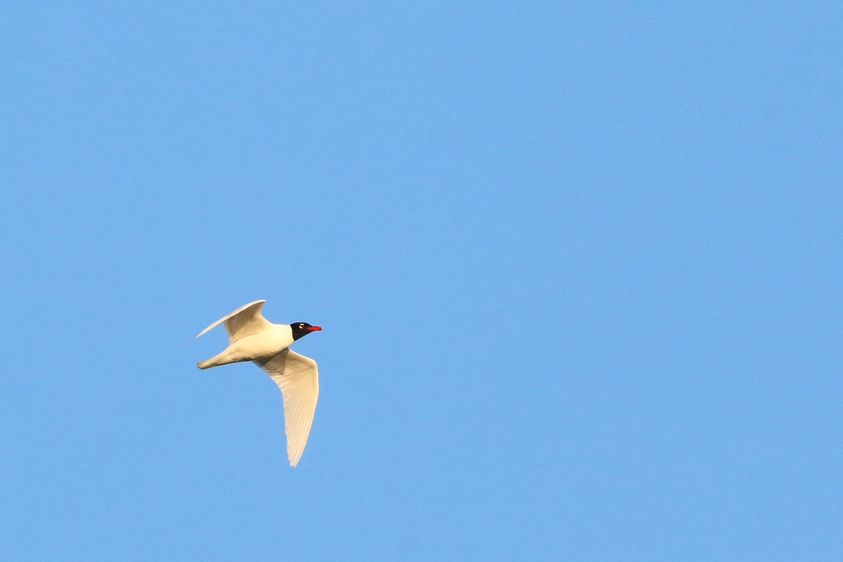 Mediterranean Gull - Daan van der Hoeven