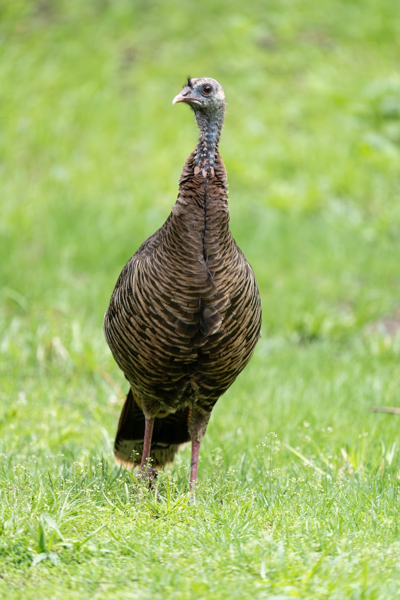 Wild Turkey - ML618163190