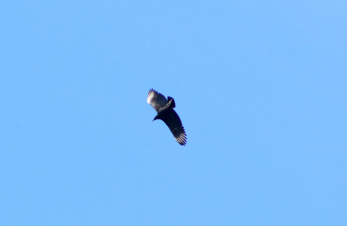 Turkey Vulture - ML618163194