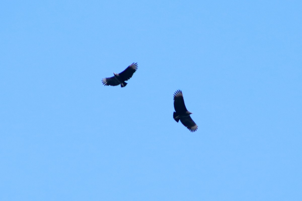 Turkey Vulture - Patricio Camacho