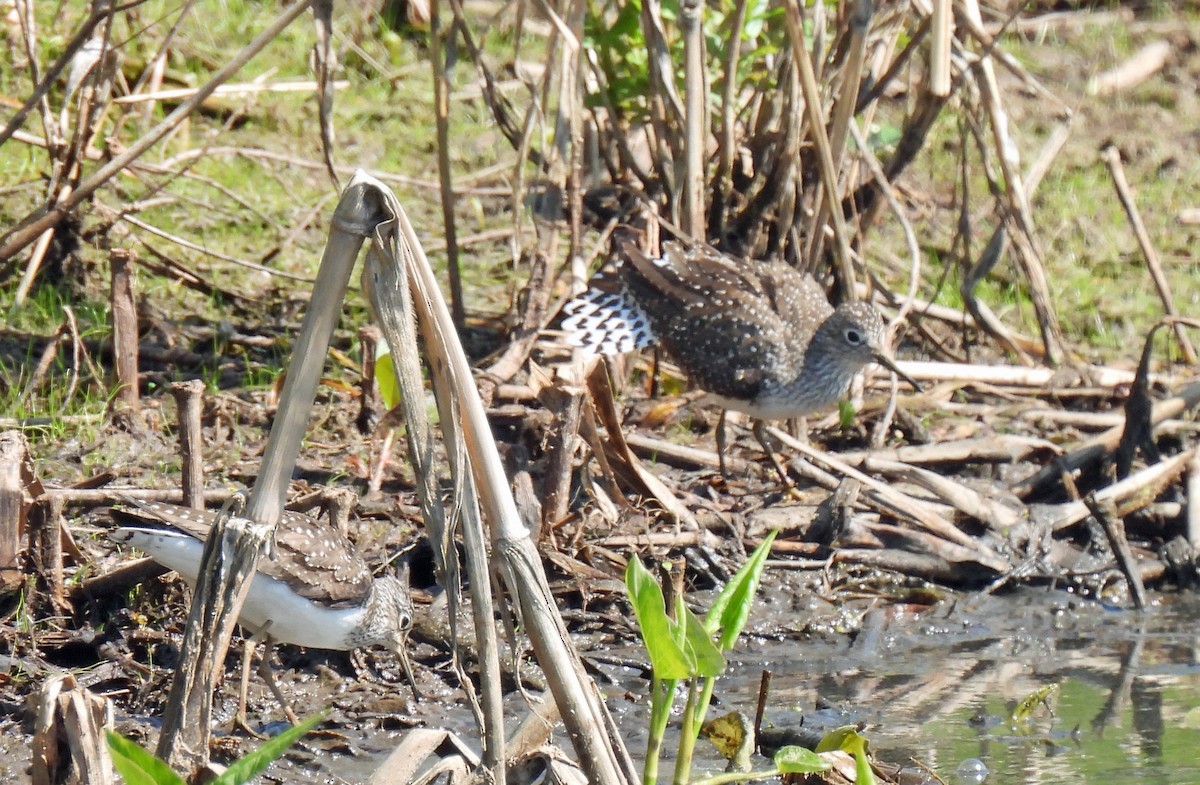 コシグロクサシギ - ML618163198