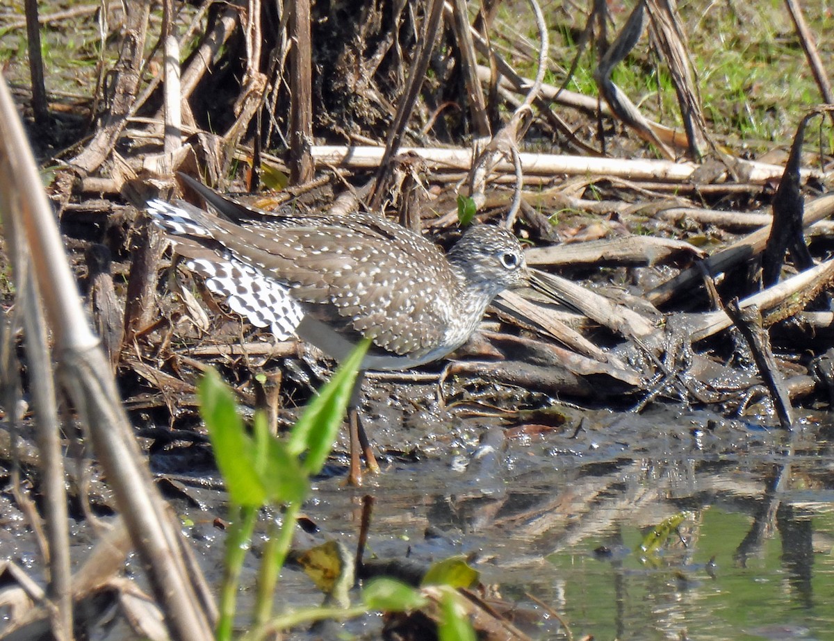 Solitary Sandpiper - ML618163200