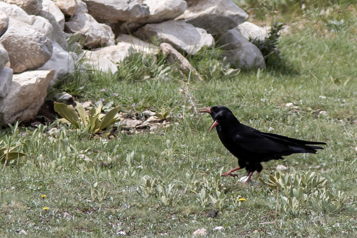 Red-billed Chough - ML618163202