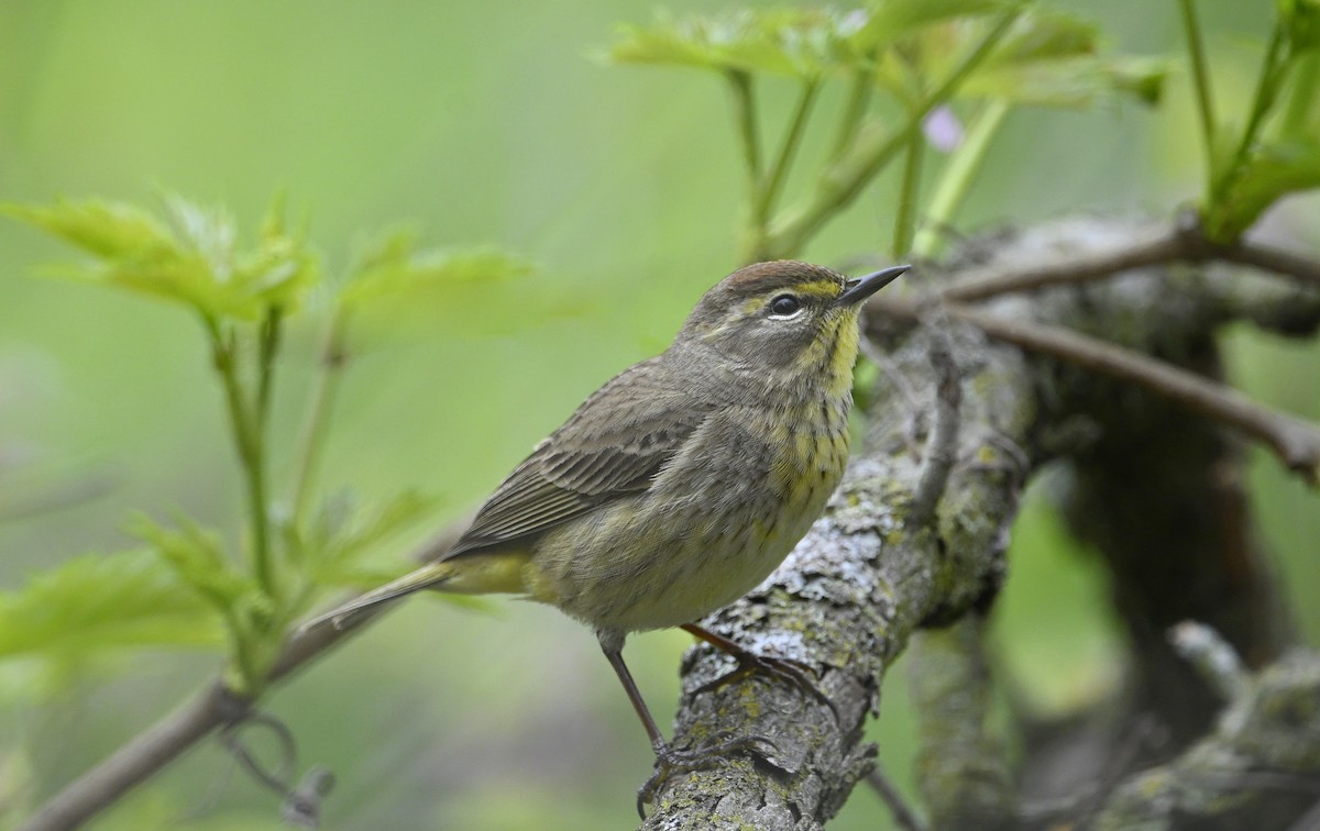 Palm Warbler - steve sampson