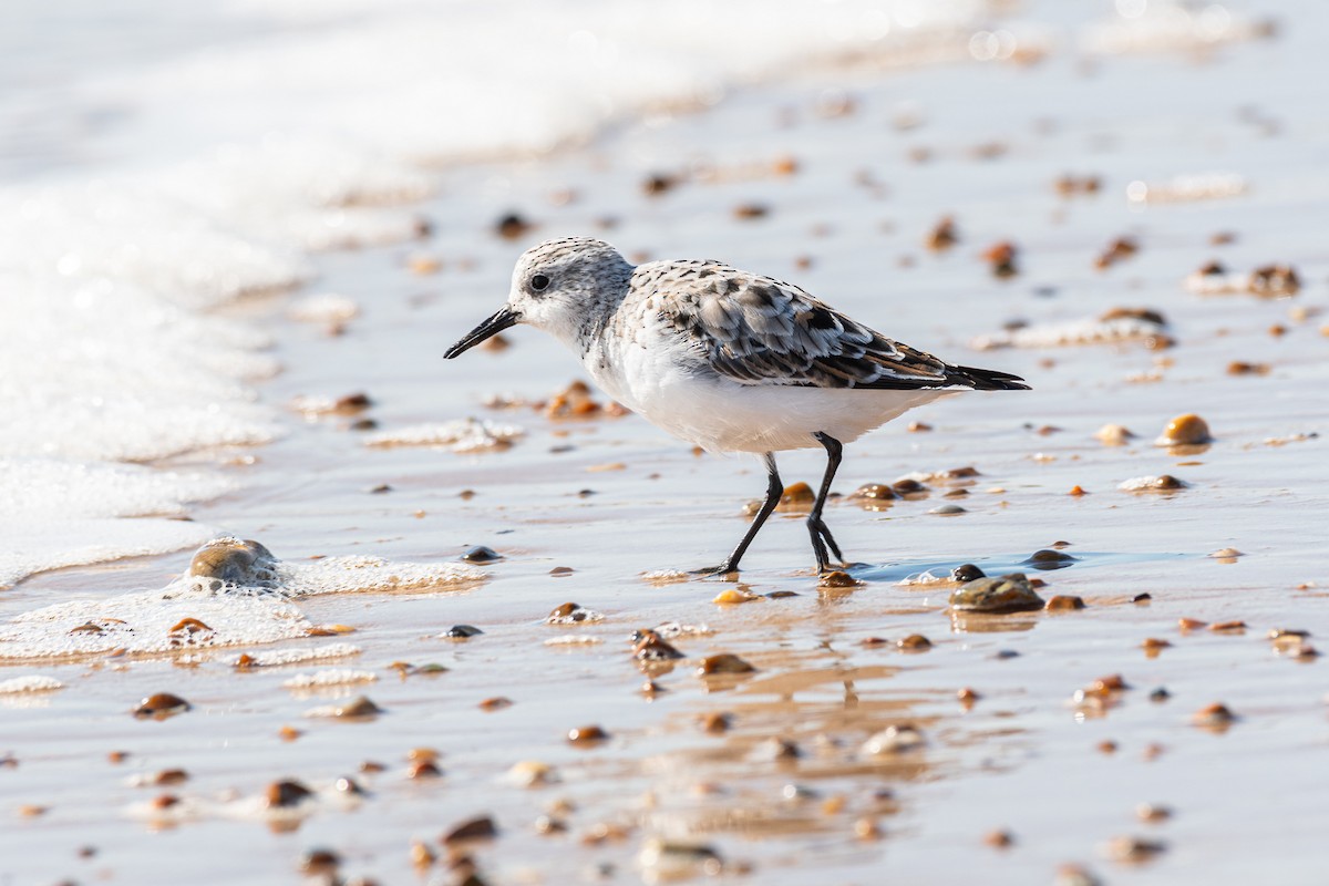 Sanderling - Graham Masterson