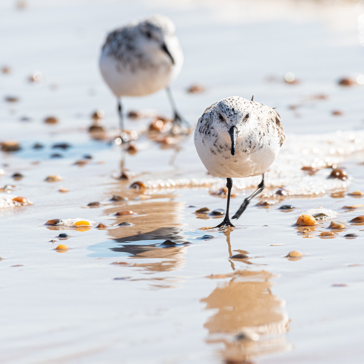 Sanderling - Graham Masterson