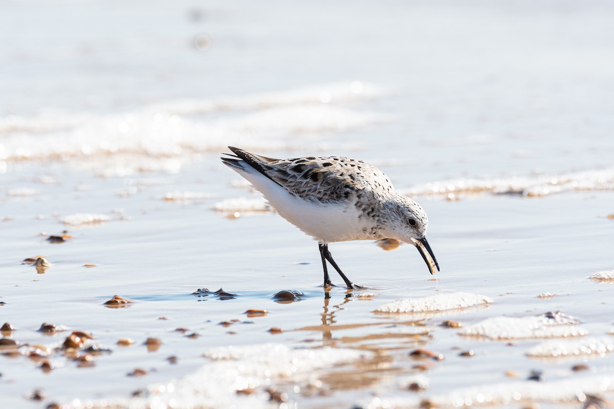 Sanderling - Graham Masterson