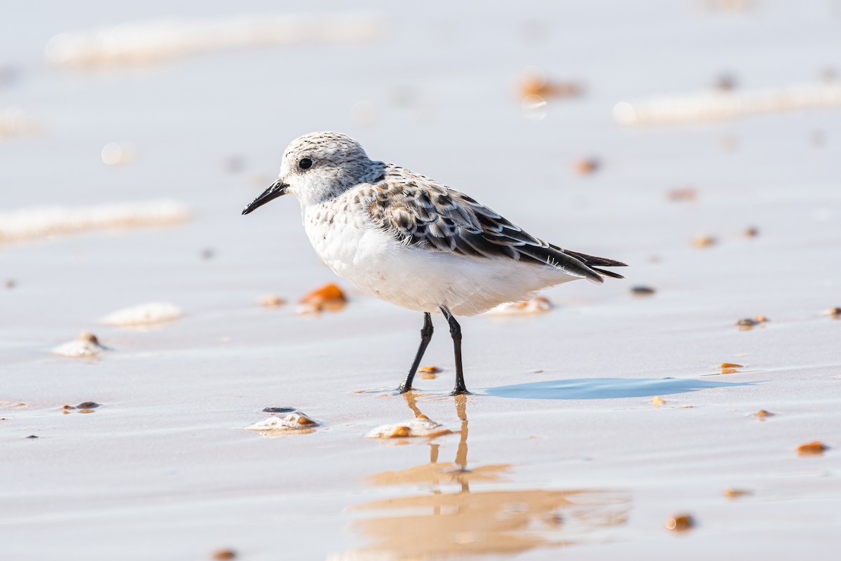 Sanderling - Graham Masterson