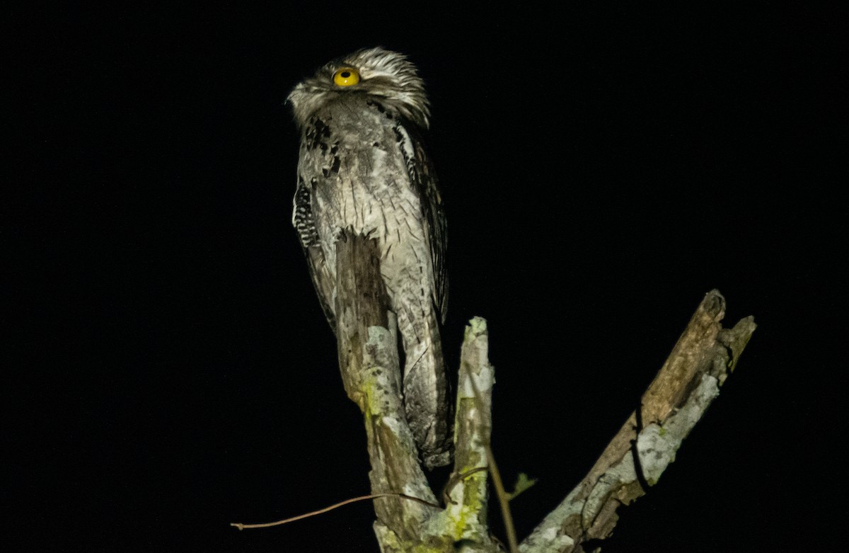 Northern Potoo - Leonardo Guzmán (Kingfisher Birdwatching Nuevo León)