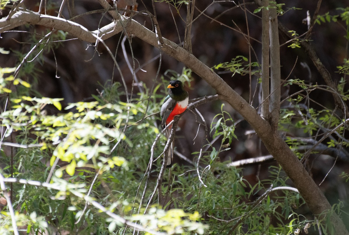 Elegant Trogon - Henry  Trimpe