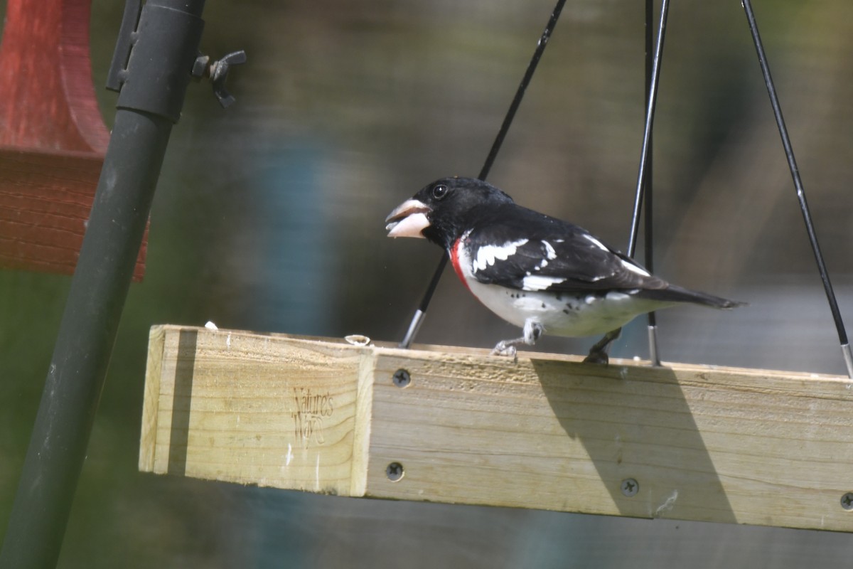 Rose-breasted Grosbeak - Kazumi Ohira