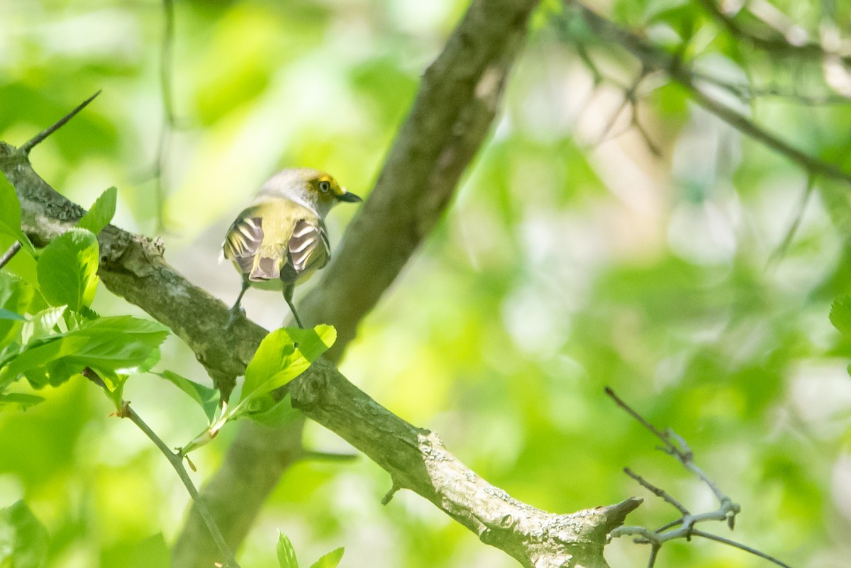 White-eyed Vireo - Dan Wilson