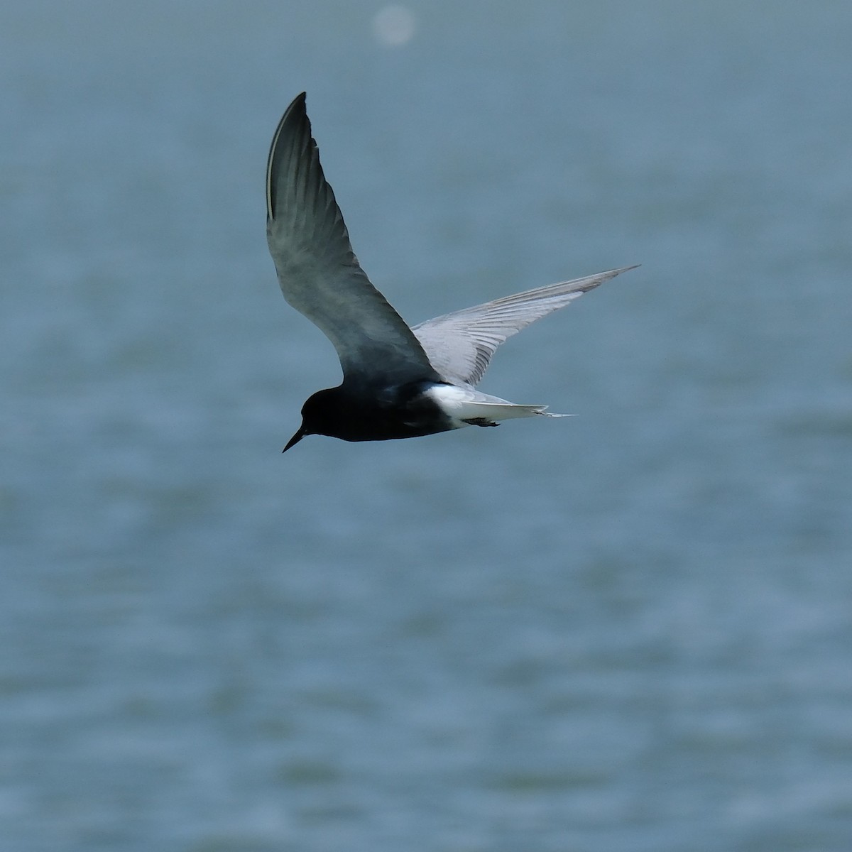 Black Tern - Petr Panasyuk