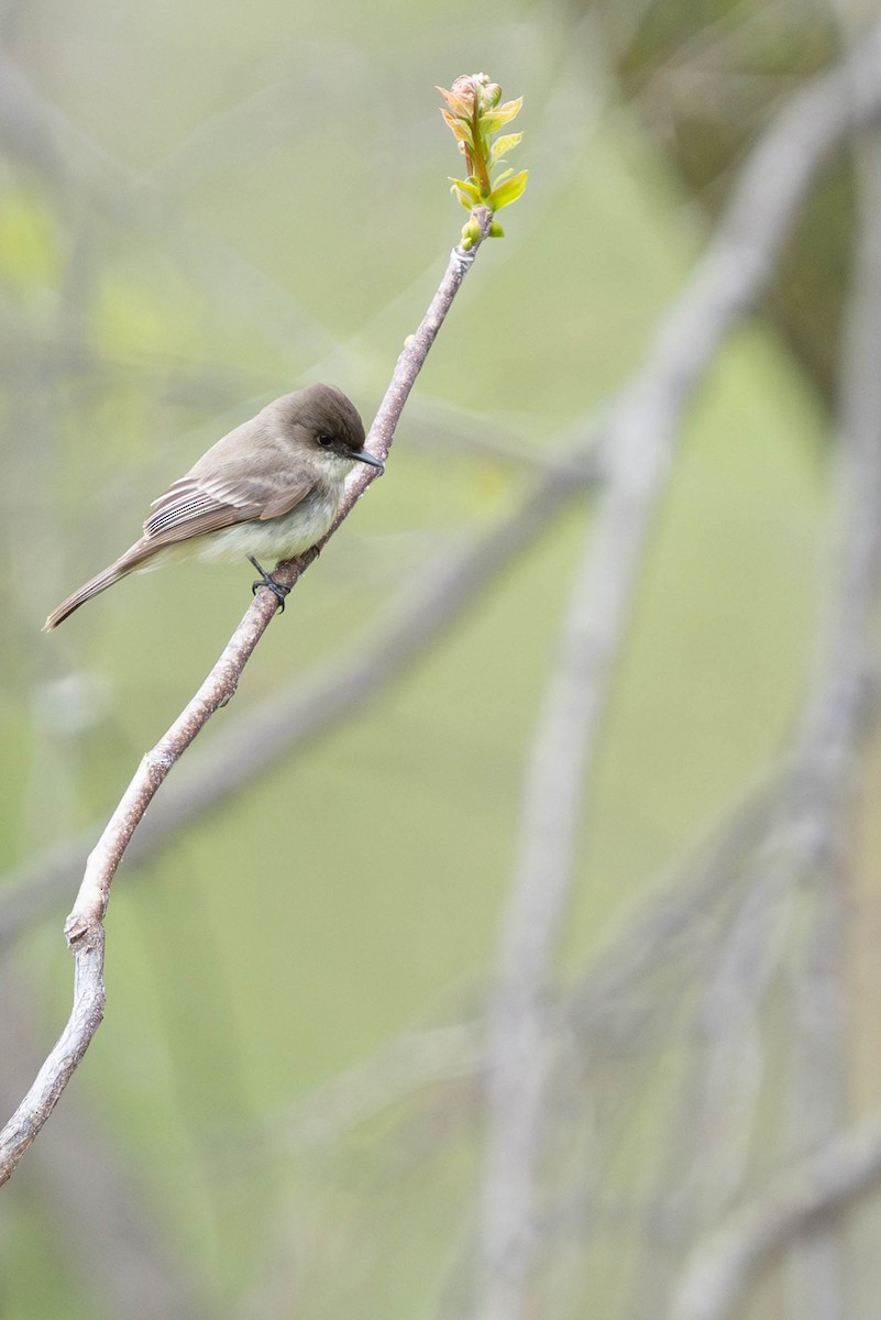 Eastern Phoebe - ML618163277