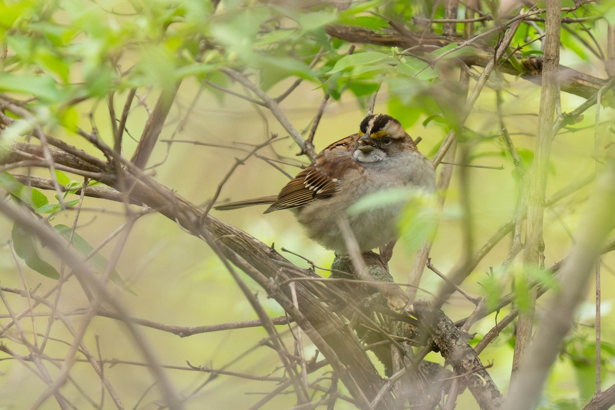 White-throated Sparrow - ML618163283