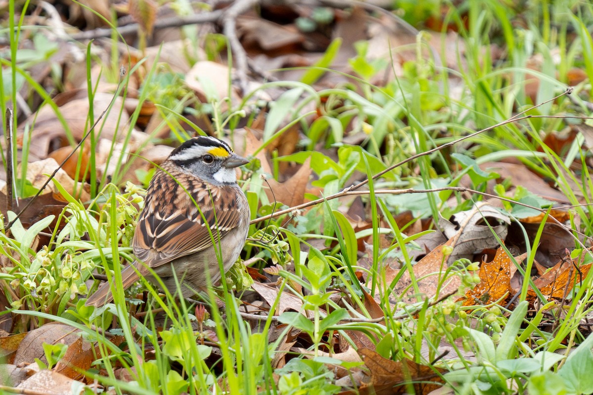 White-throated Sparrow - ML618163284