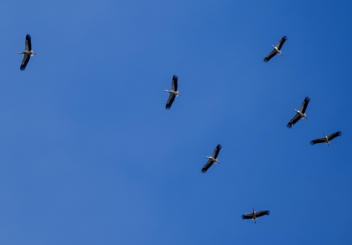 White Stork - Emil Birsan