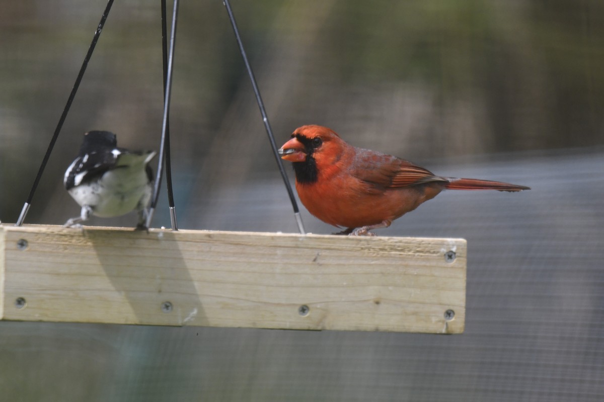 Northern Cardinal - Kazumi Ohira