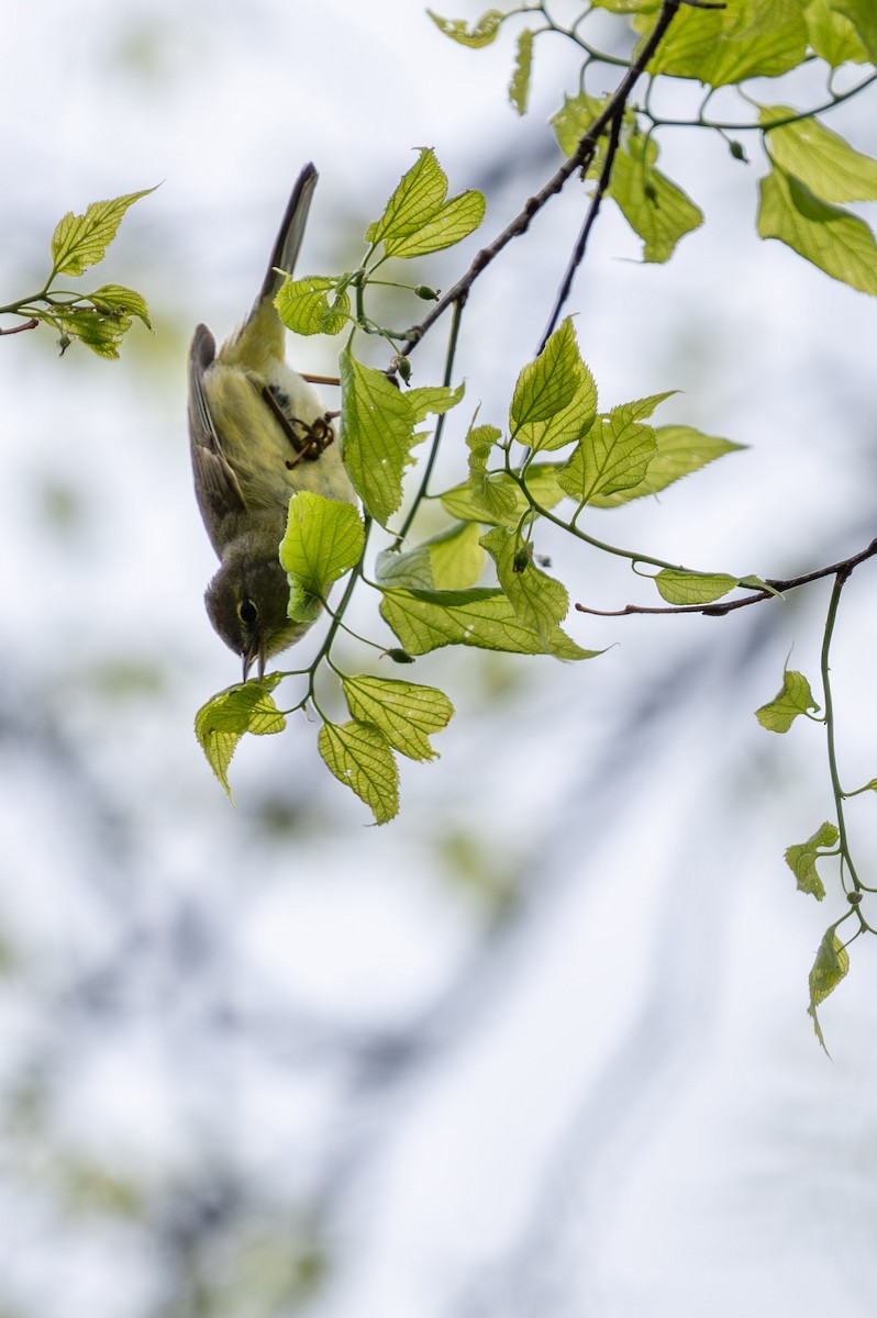 Orange-crowned Warbler - ML618163316